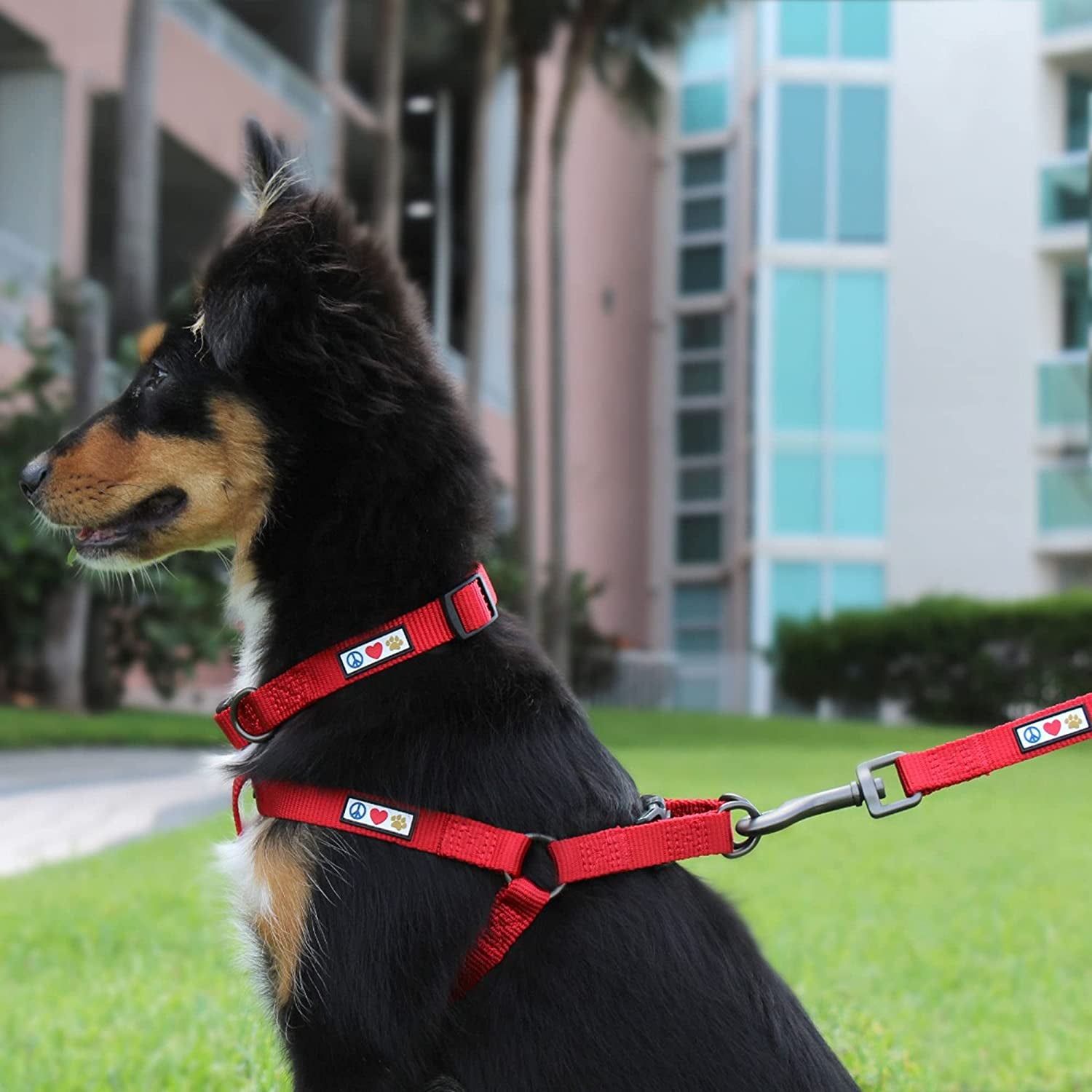 Solid 6 Ft Green Dog Leash M/L Custom Name and Phone Embroidery Strong Nylon Leash for Medium and Large Breeds